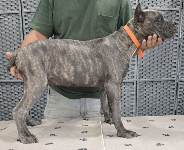 Cane Corso Puppies media 23