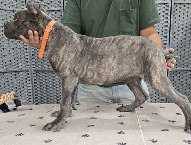 Cane Corso Puppies media 24