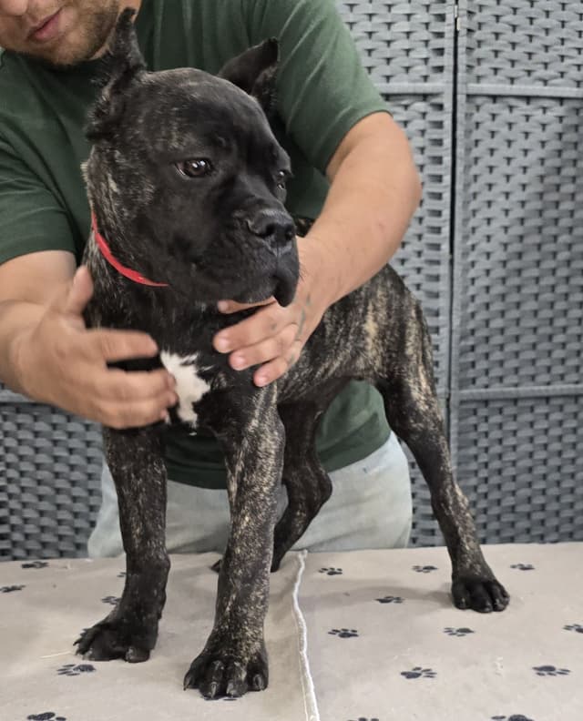 Cane Corso Puppies media 26