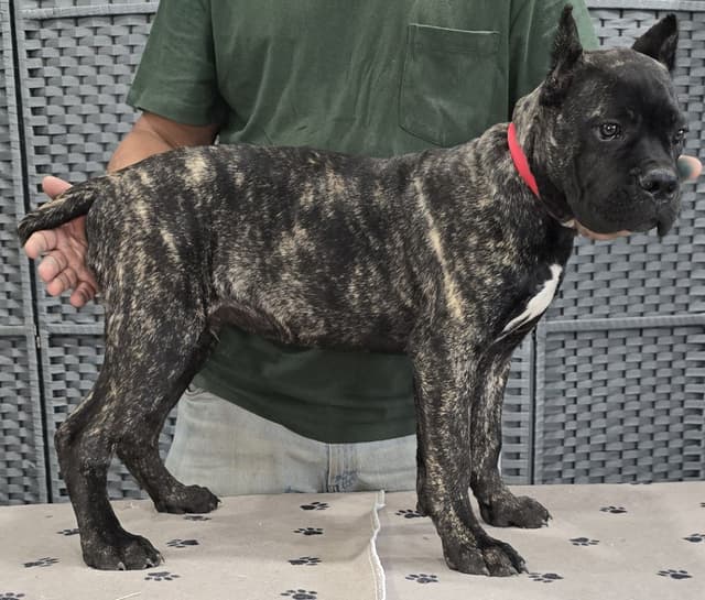 Cane Corso Puppies media 27