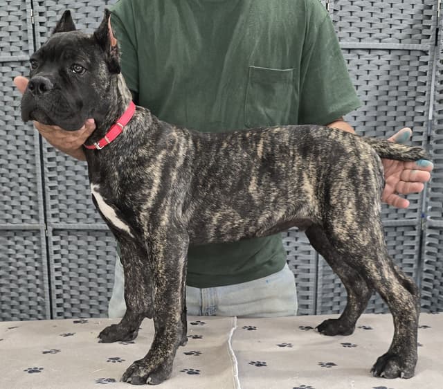Cane Corso Puppies media 28