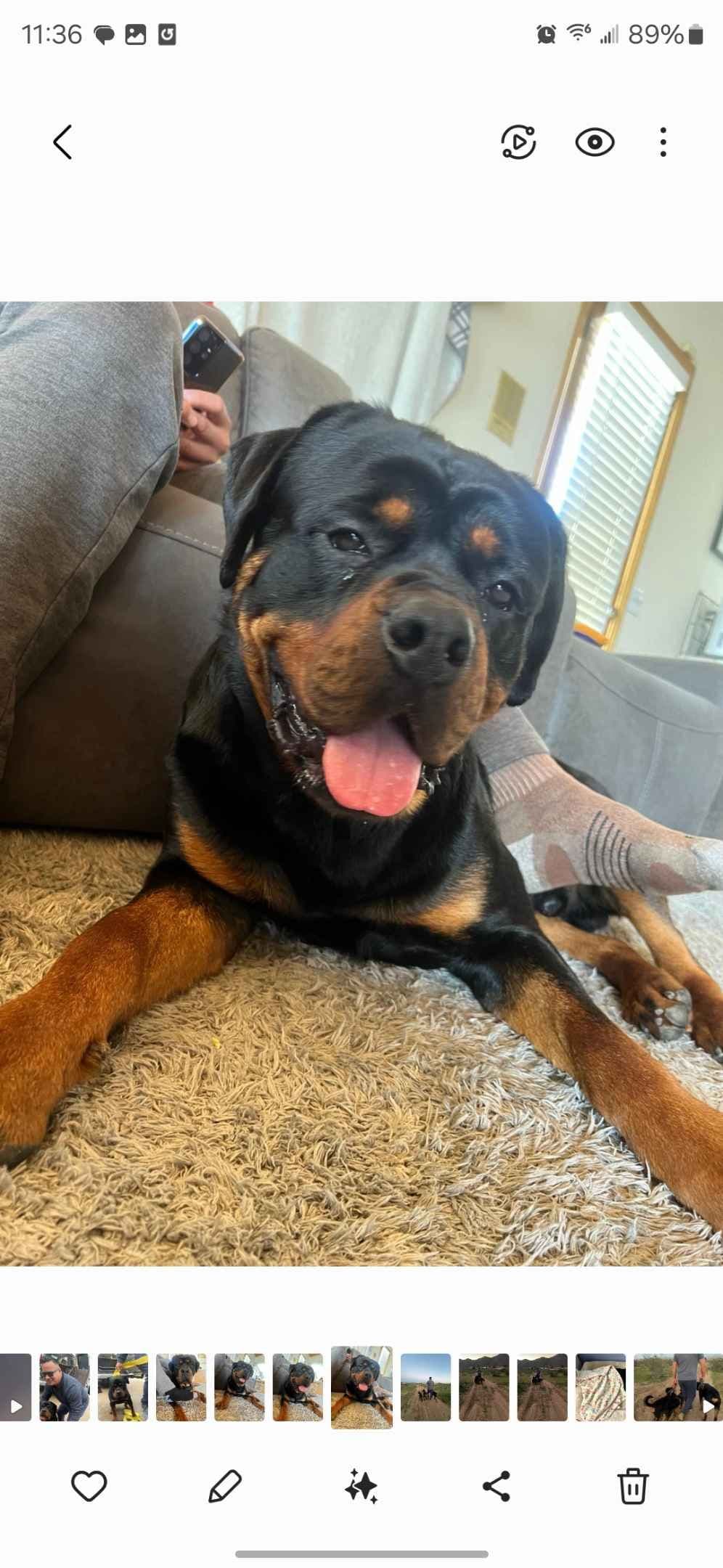 Exceptionally Sweet & Beautiful Rottweiler Puppies breeder image 7