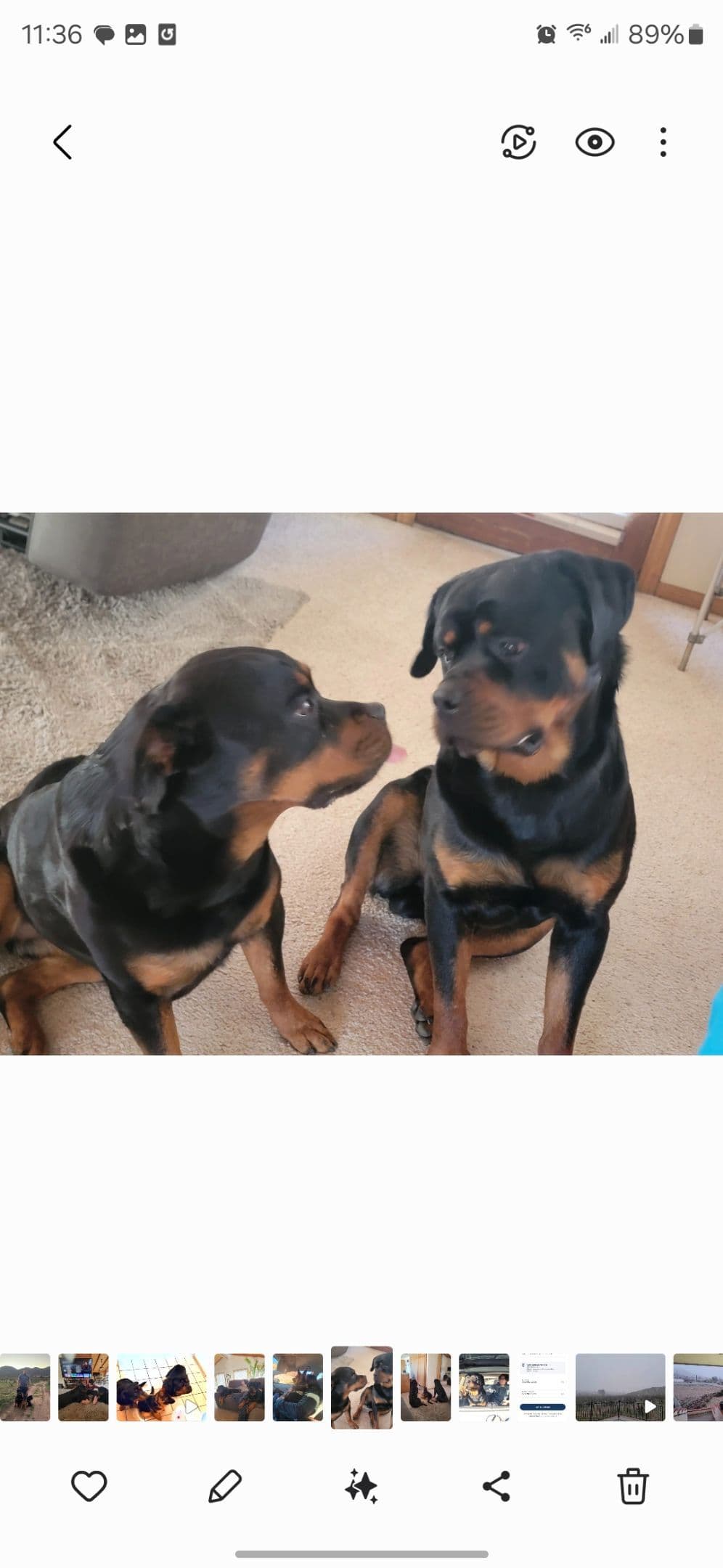 Exceptionally Sweet & Beautiful Rottweiler Puppies breeder image 4