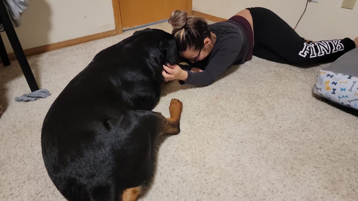 Exceptionally Sweet & Beautiful Rottweiler Puppies breeder image 8