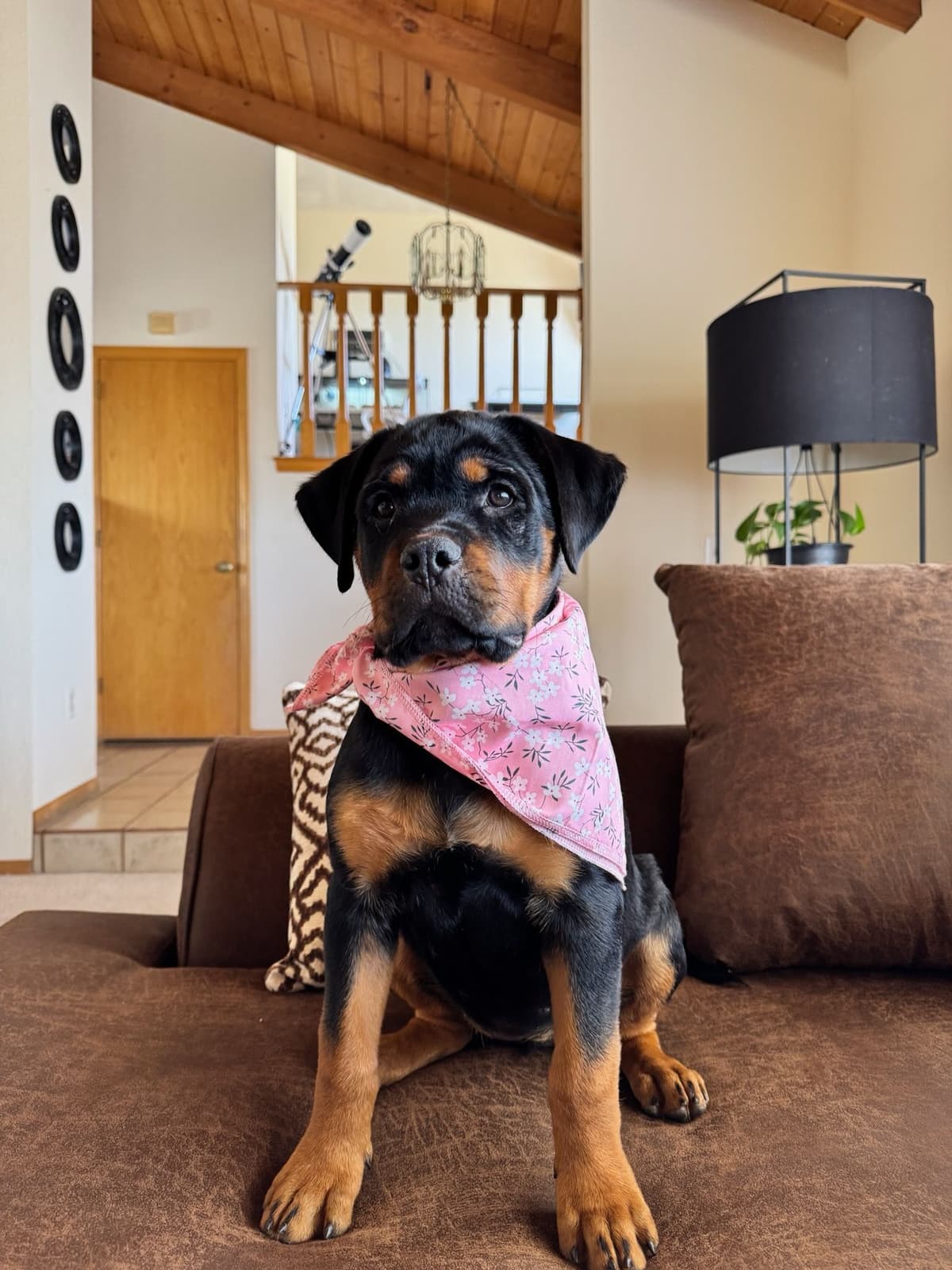 Exceptionally Sweet & Beautiful Rottweiler Puppies breeder image 10