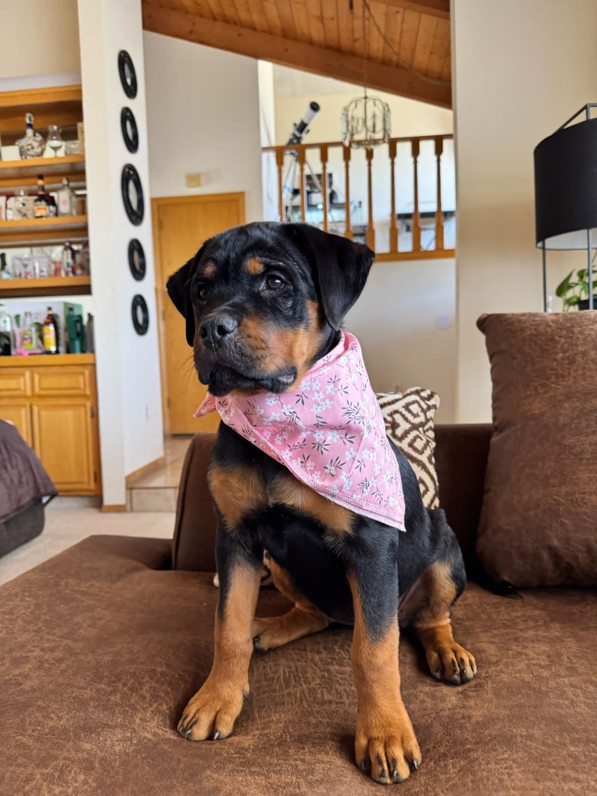 Exceptionally Sweet & Beautiful Rottweiler Puppies breeder image 11