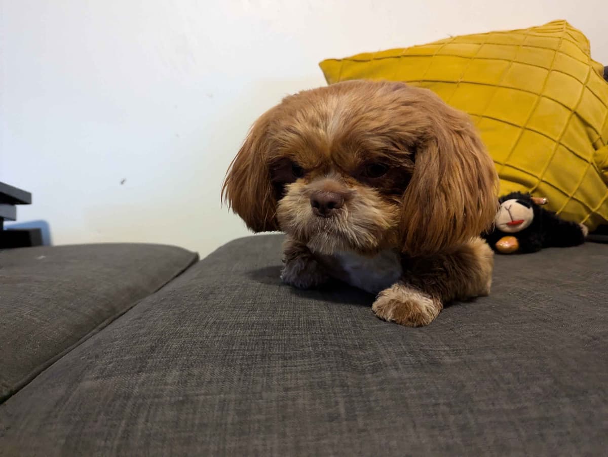 Shih Tzu Puppies breeder image 3