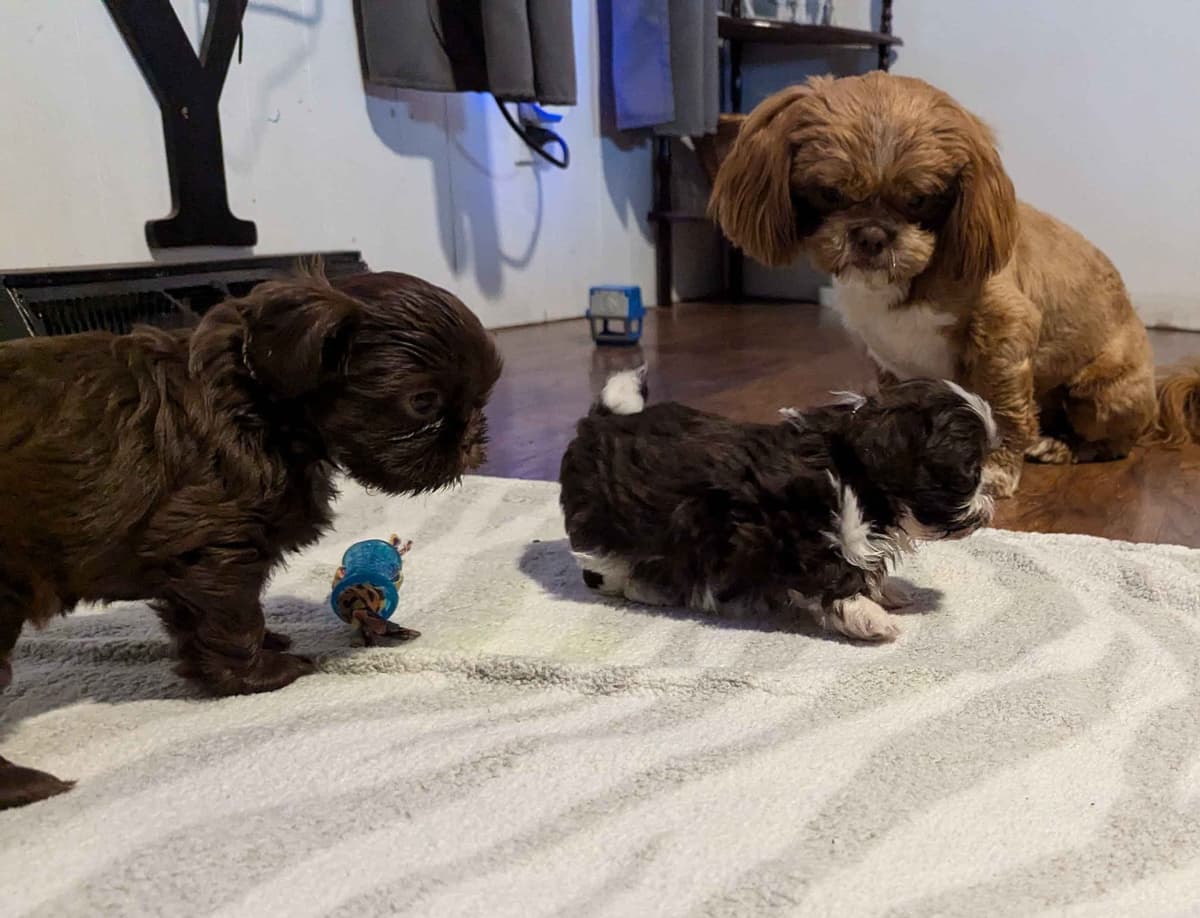 Shih Tzu Puppies breeder image 2