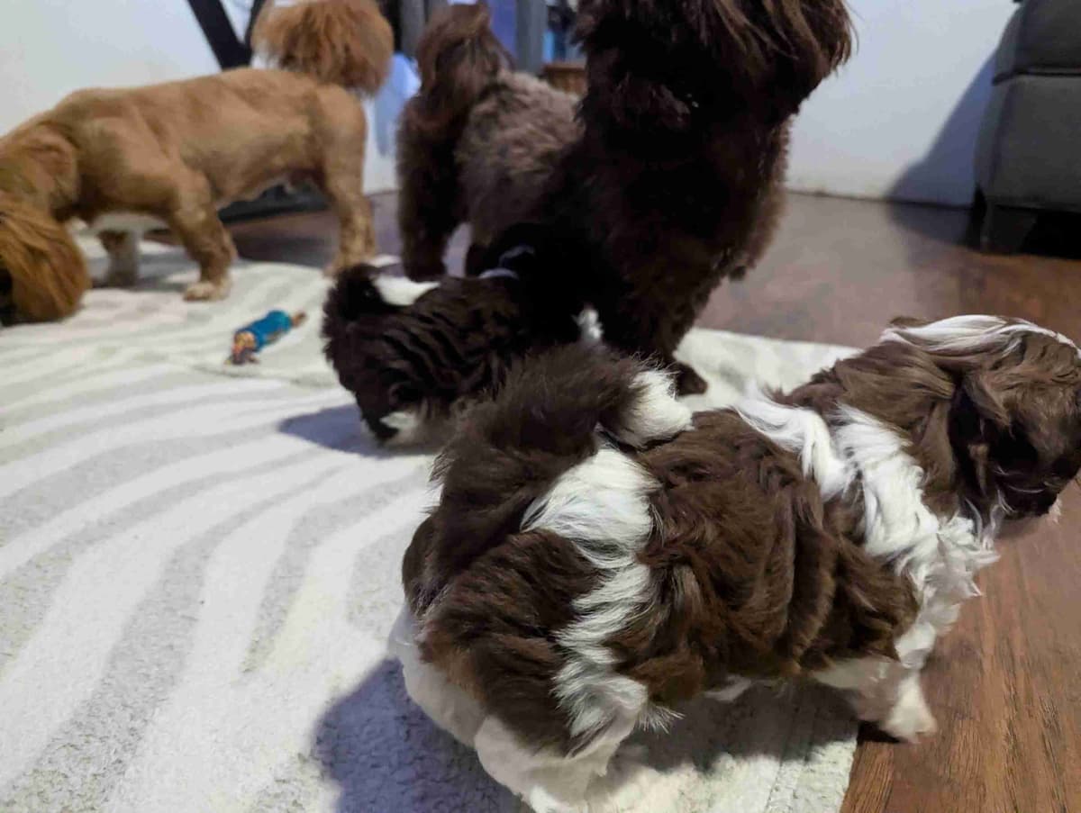Shih Tzu Puppies breeder image 1