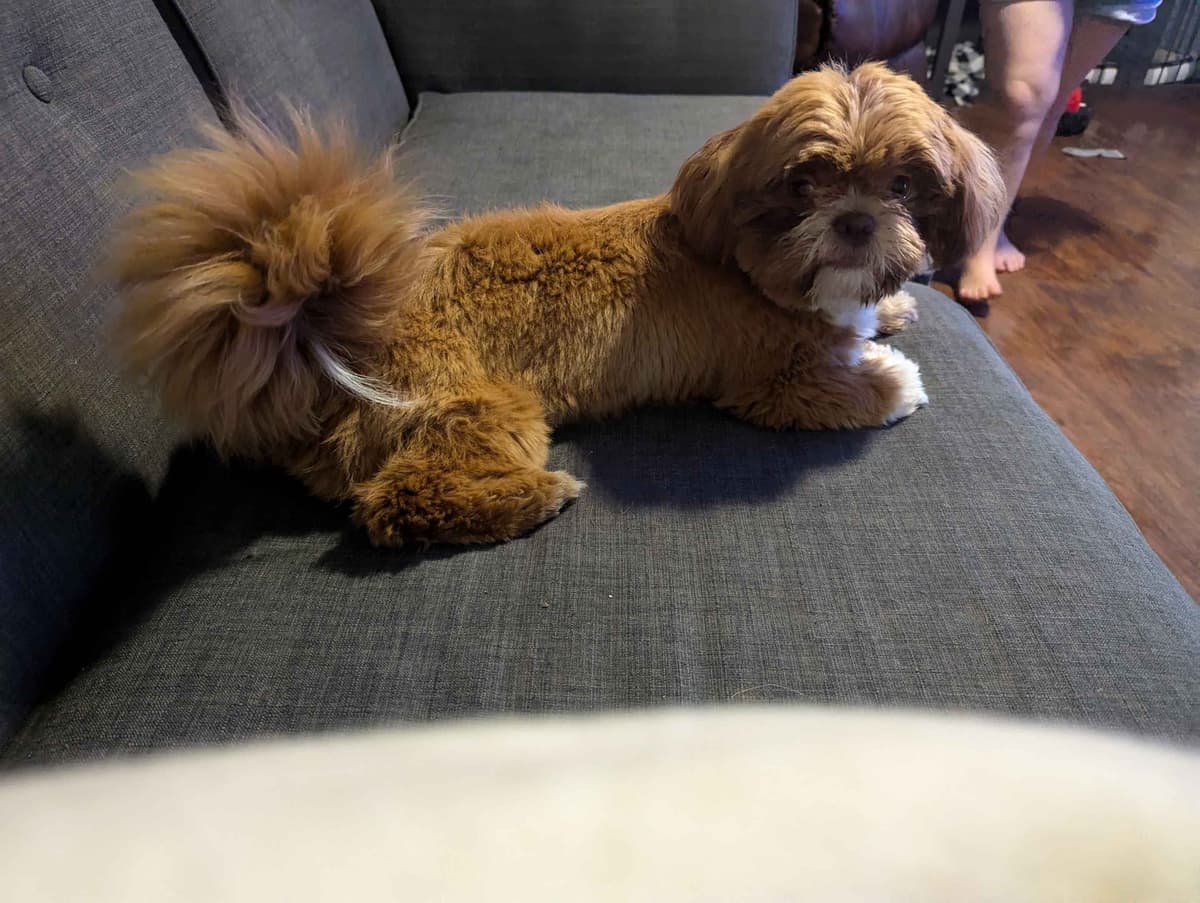 Shih Tzu Puppies breeder image 6