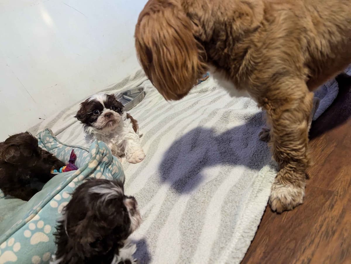 Shih Tzu Puppies breeder image 4