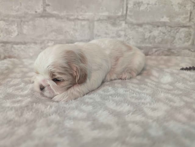 Shih Tzu Puppies media 3
