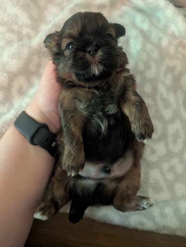 Shih Tzu Puppies media 4