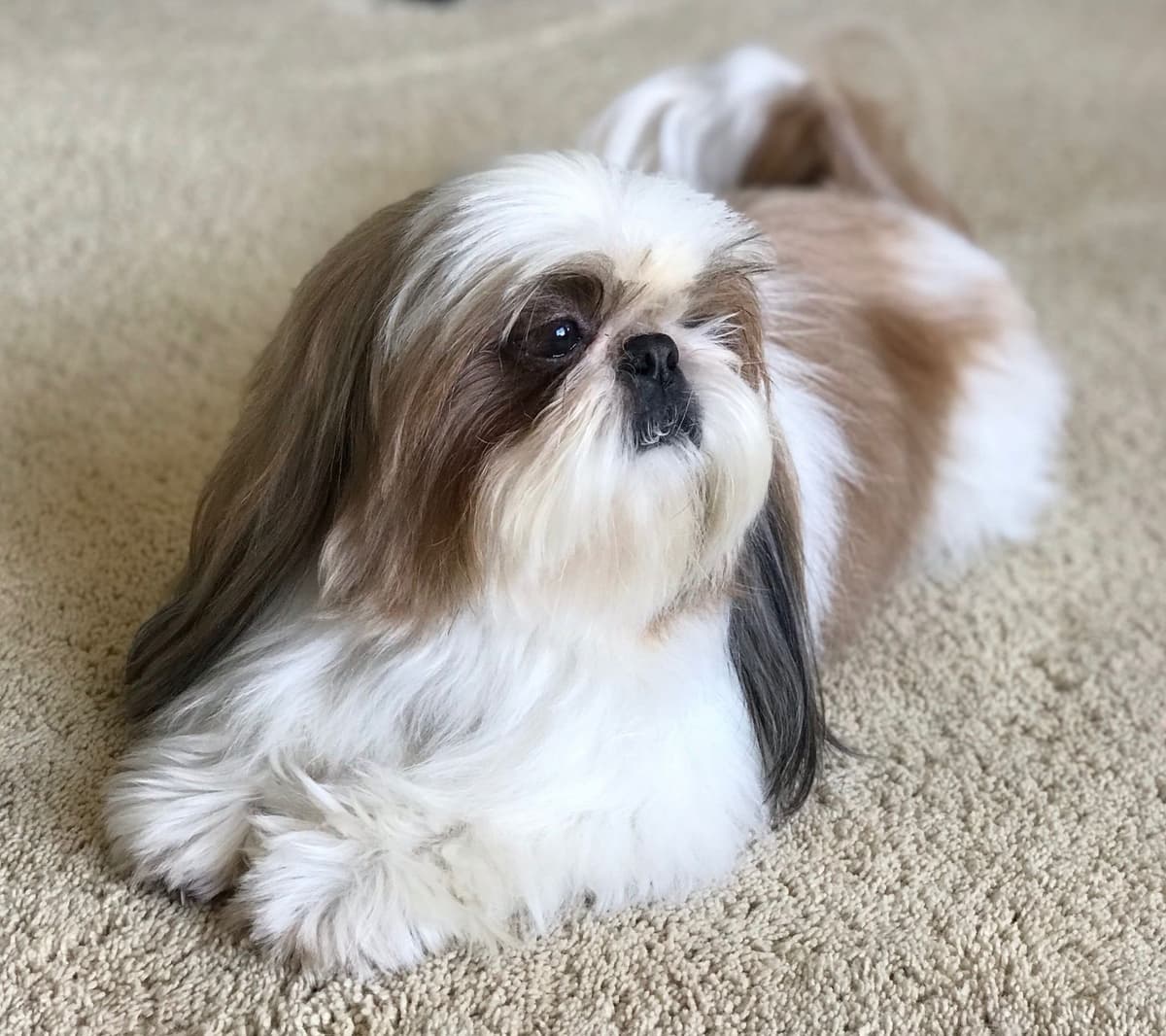 Shih Tzu Puppies breeder image 3