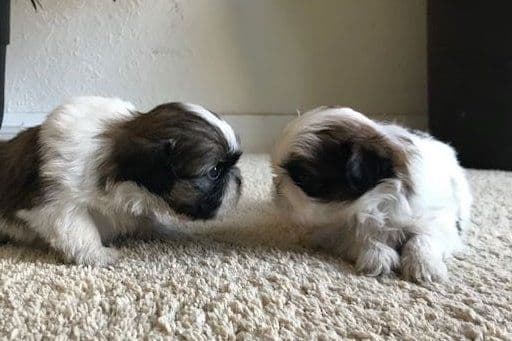 Shih Tzu Puppies breeder image 5