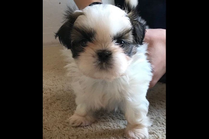Shih Tzu Puppies breeder image 7