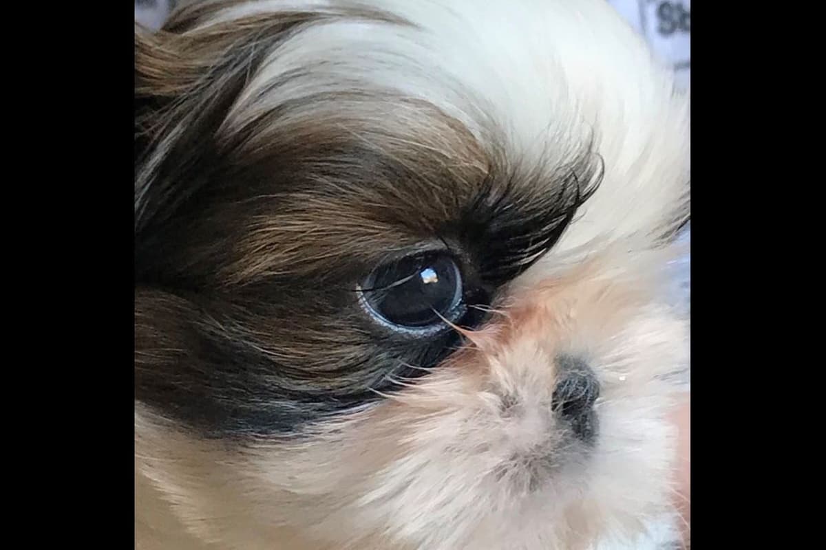 Shih Tzu Puppies breeder image 1