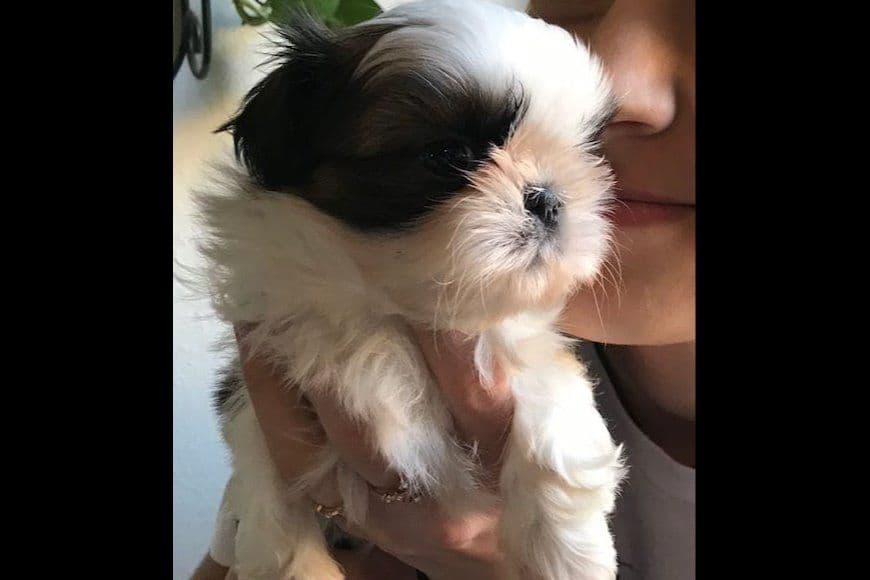 Shih Tzu Puppies breeder image 8