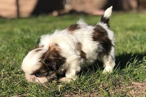 Shih Tzu Puppies breeder image 9