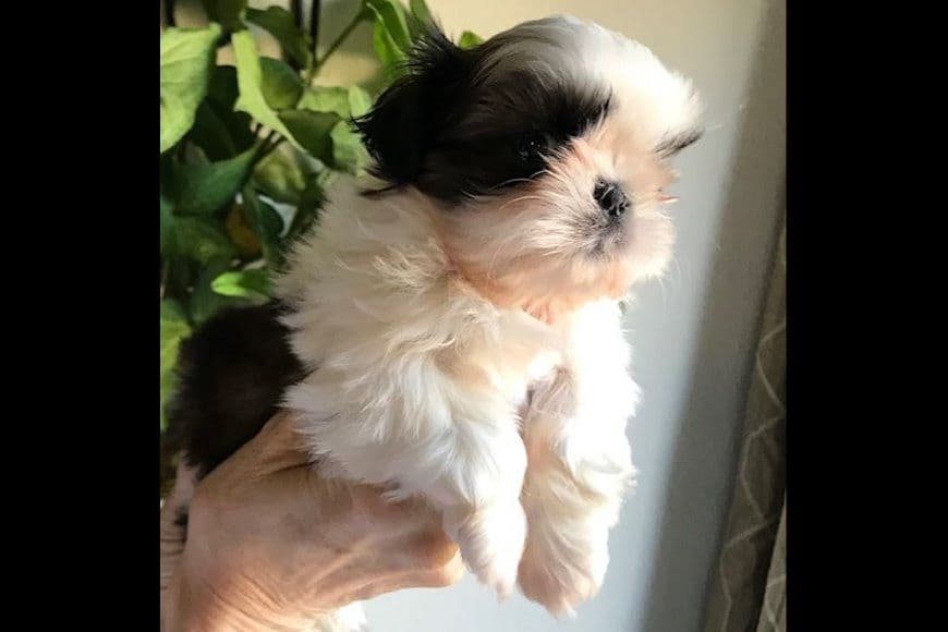 Shih Tzu Puppies breeder image 10