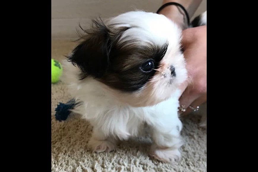 Shih Tzu Puppies breeder image 12