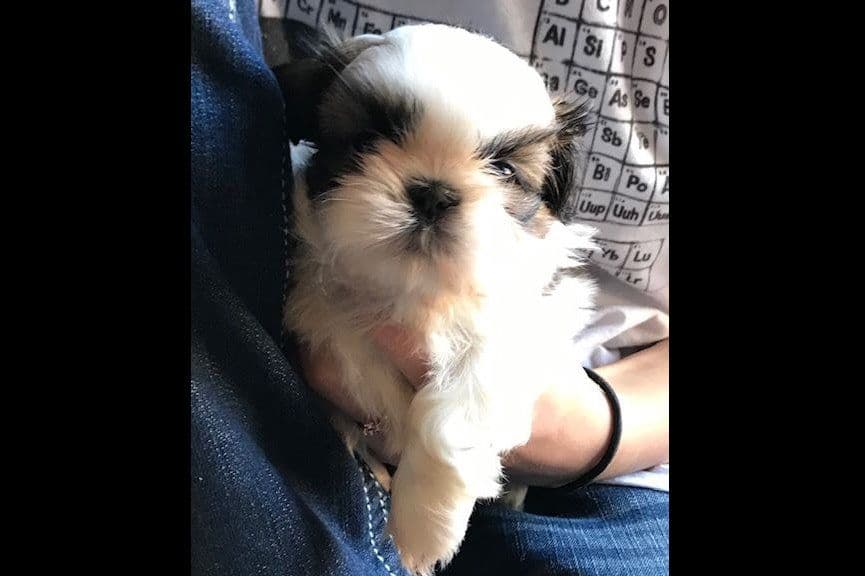 Shih Tzu Puppies breeder image 13