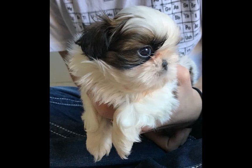 Shih Tzu Puppies breeder image 14