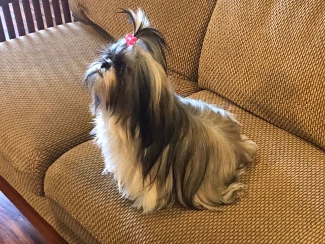 Shih Tzu Puppies breeder image 15