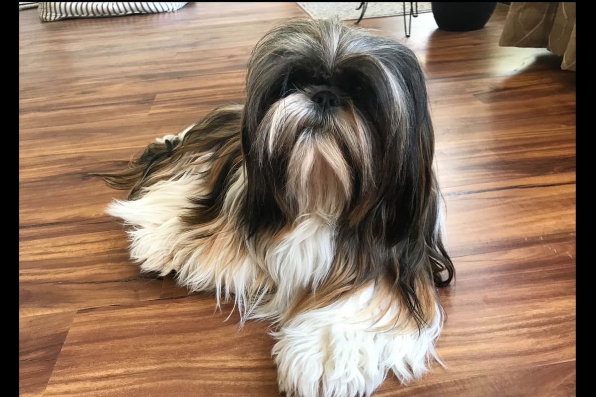 Shih Tzu Puppies breeder image 16