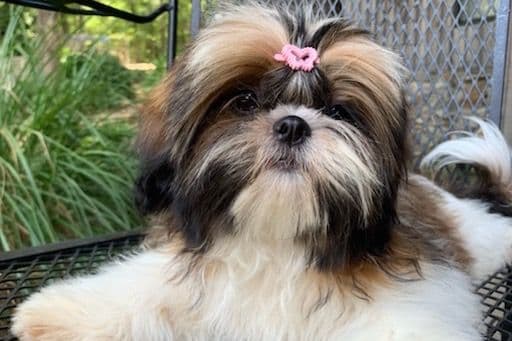 Shih Tzu Puppies breeder image 17
