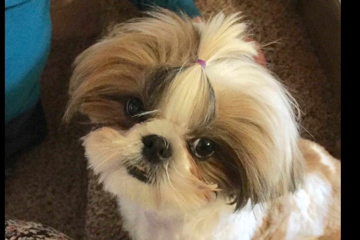 Shih Tzu Puppies breeder image 18
