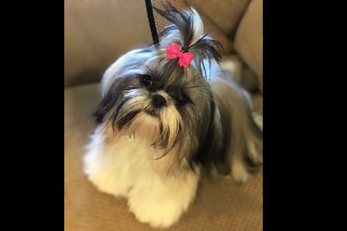 Shih Tzu Puppies breeder image 19