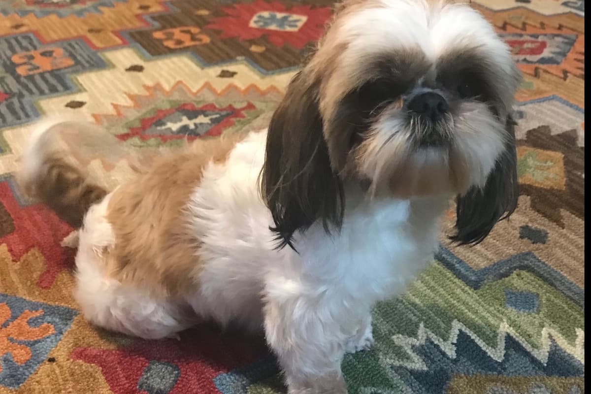 Shih Tzu Puppies breeder image 20