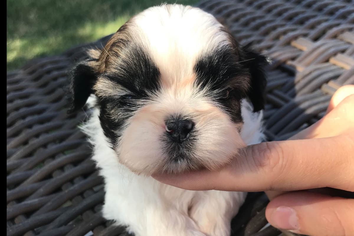 Shih Tzu Puppies breeder image 21