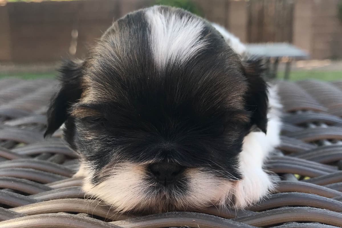 Shih Tzu Puppies breeder image 22