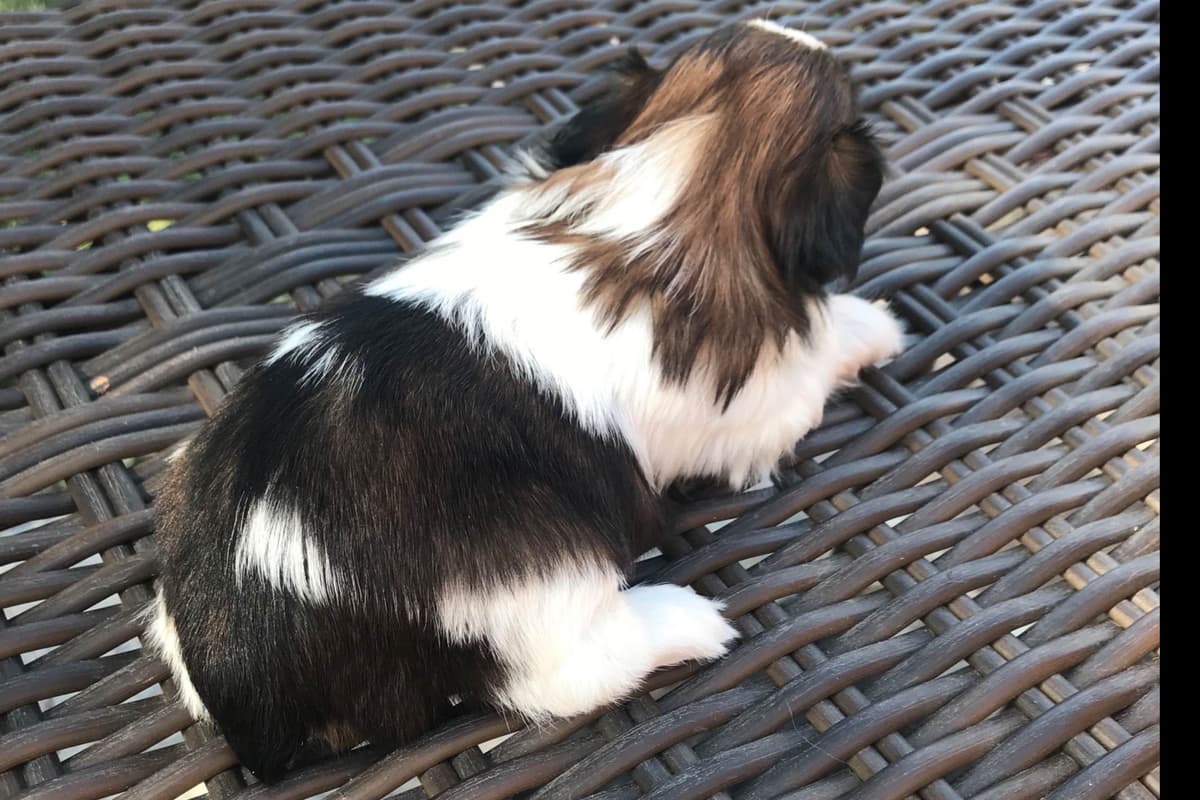 Shih Tzu Puppies breeder image 23