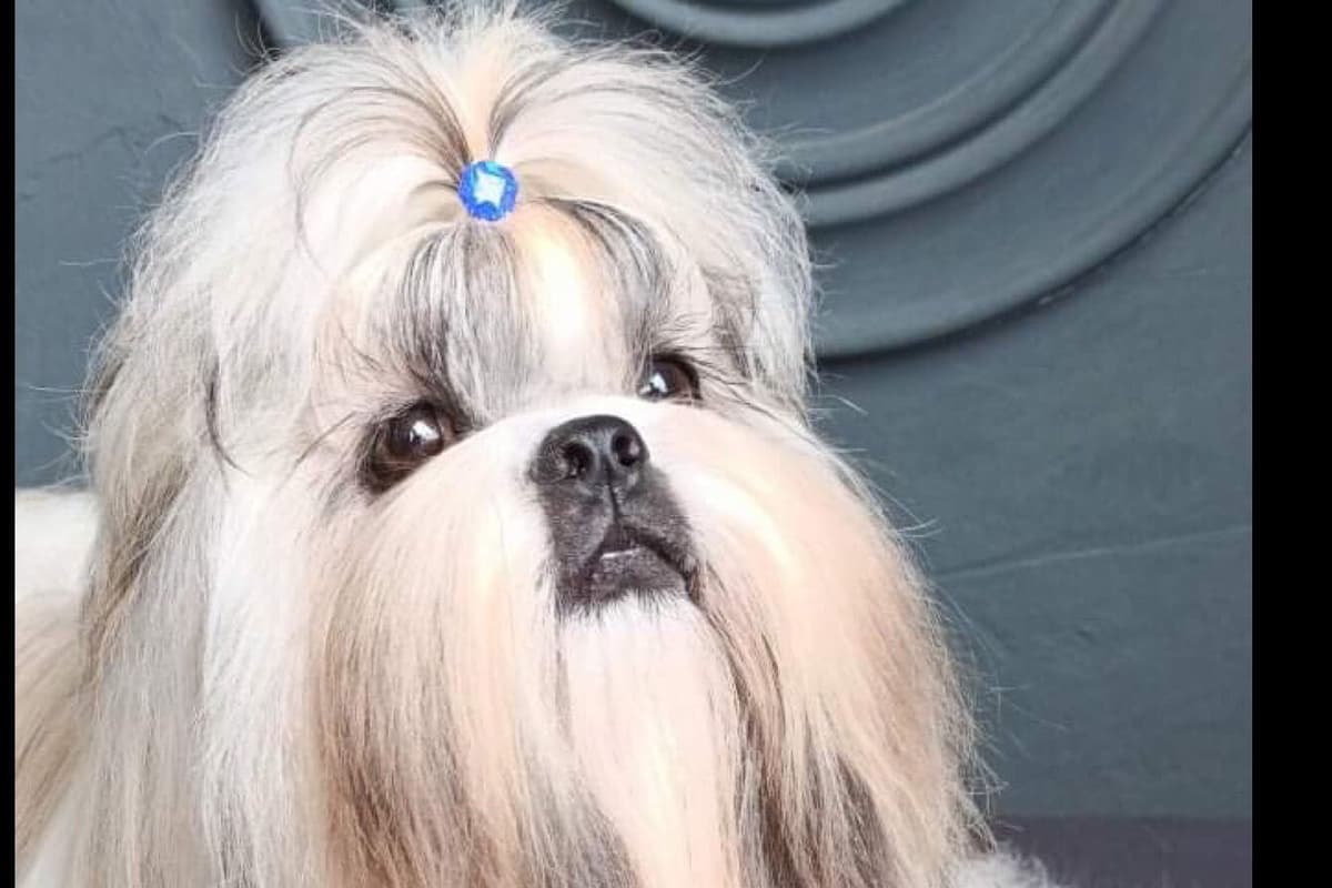 Shih Tzu Puppies breeder image 26
