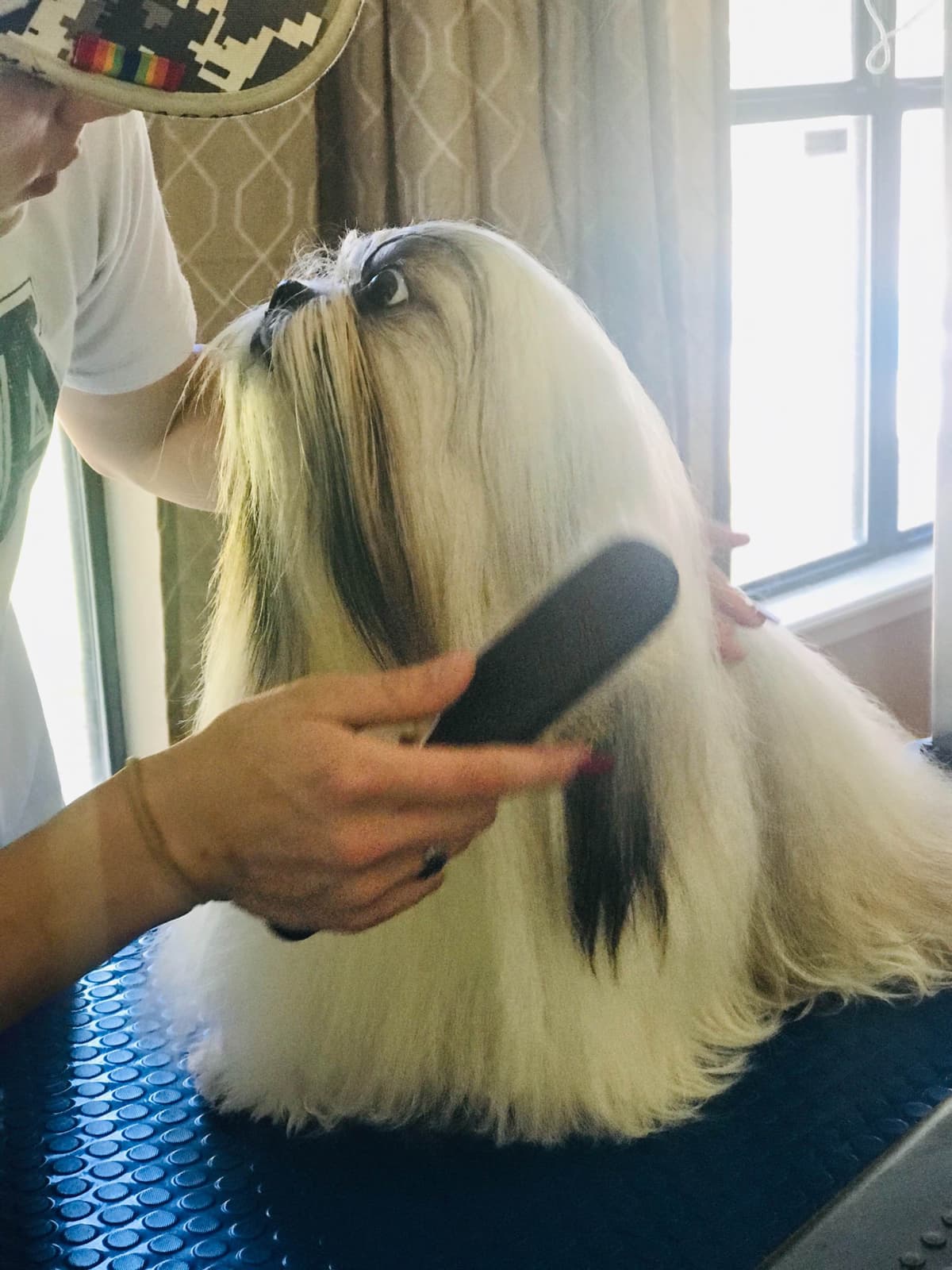 Shih Tzu Puppies breeder image 27