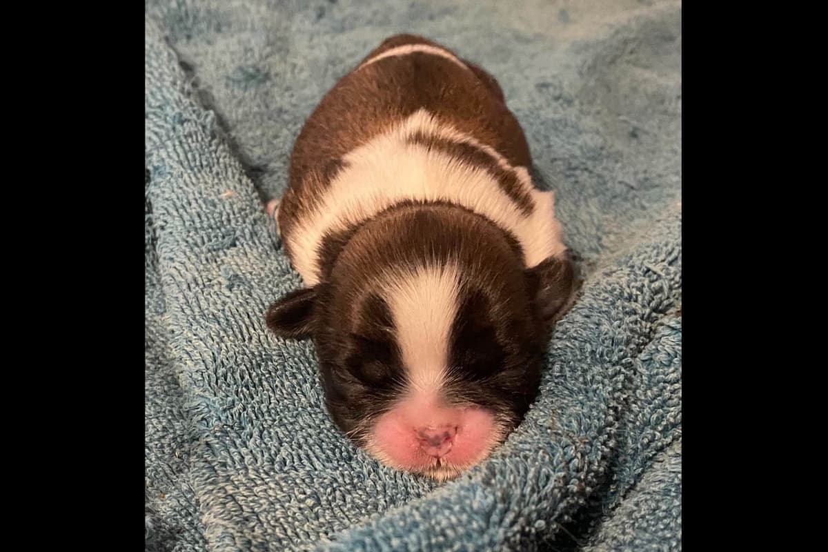 Shih Tzu Puppies breeder image 28