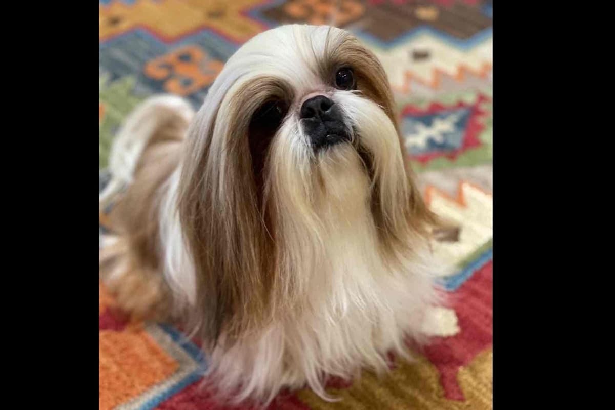 Shih Tzu Puppies breeder image 29