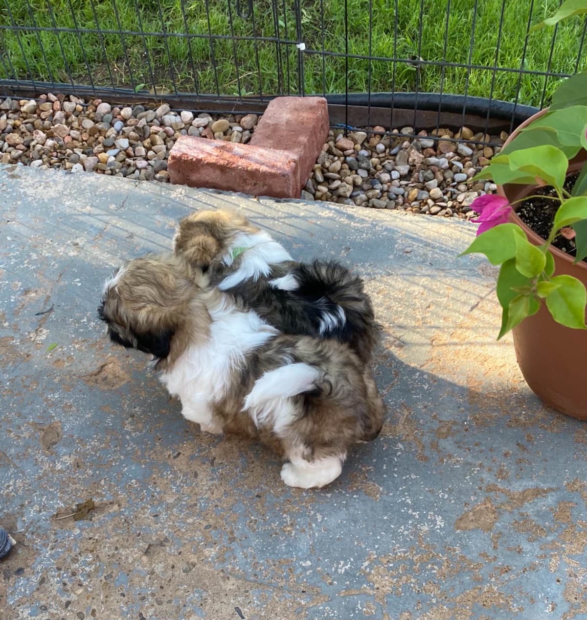 Shih Tzu Puppies breeder image 31