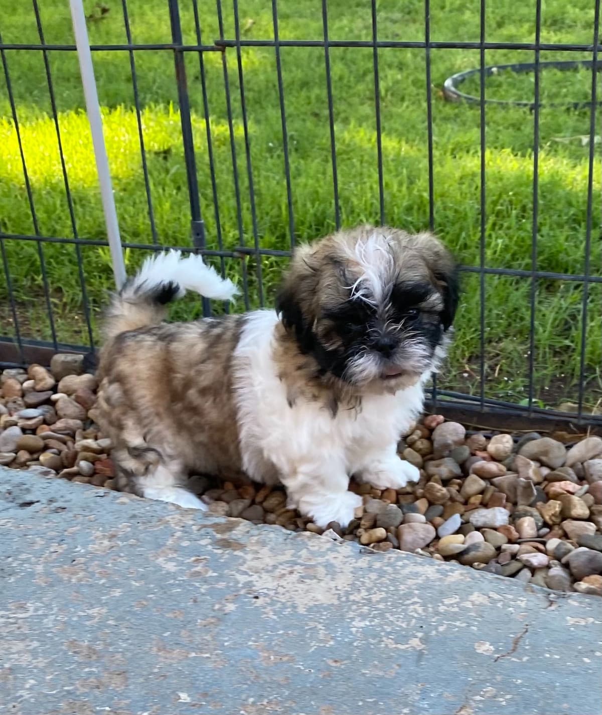 Shih Tzu Puppies breeder image 30