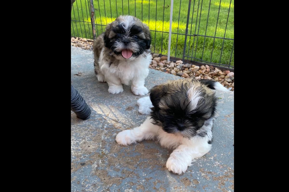 Shih Tzu Puppies breeder image 32