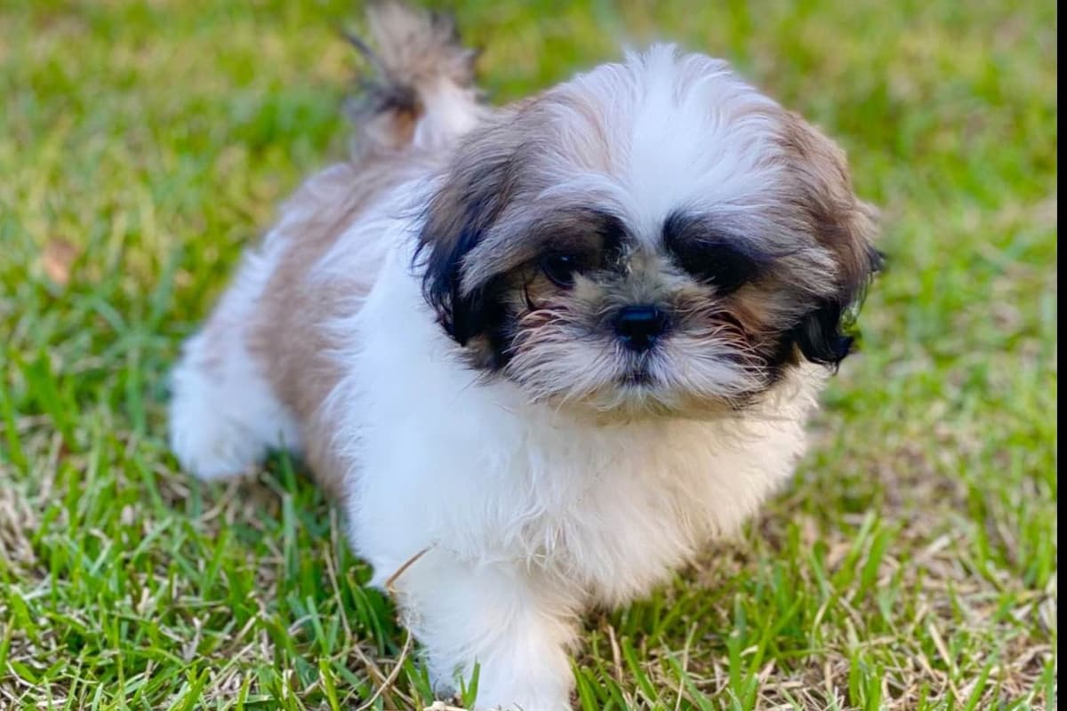 Shih Tzu Puppies breeder image 33
