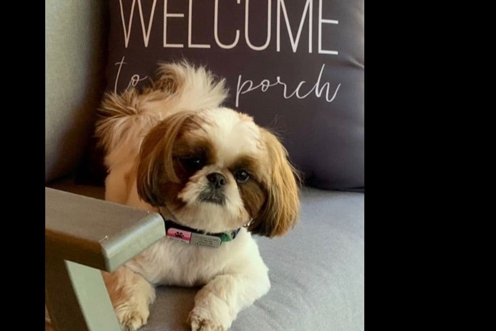Shih Tzu Puppies breeder image 34