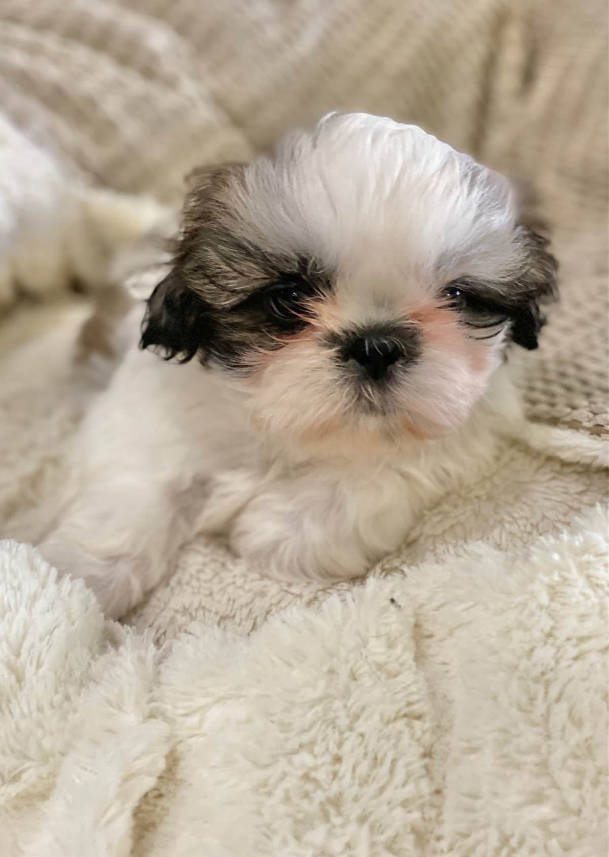 Shih Tzu Puppies breeder image 35