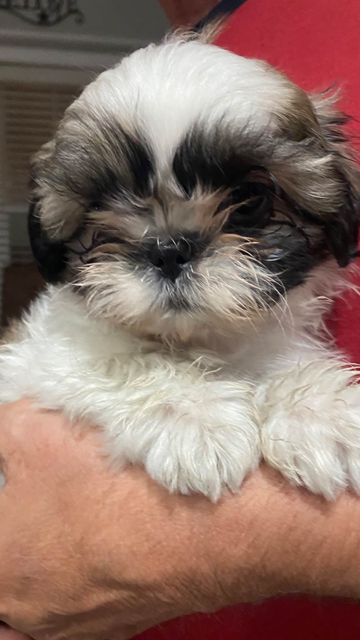 Shih Tzu Puppies breeder image 36