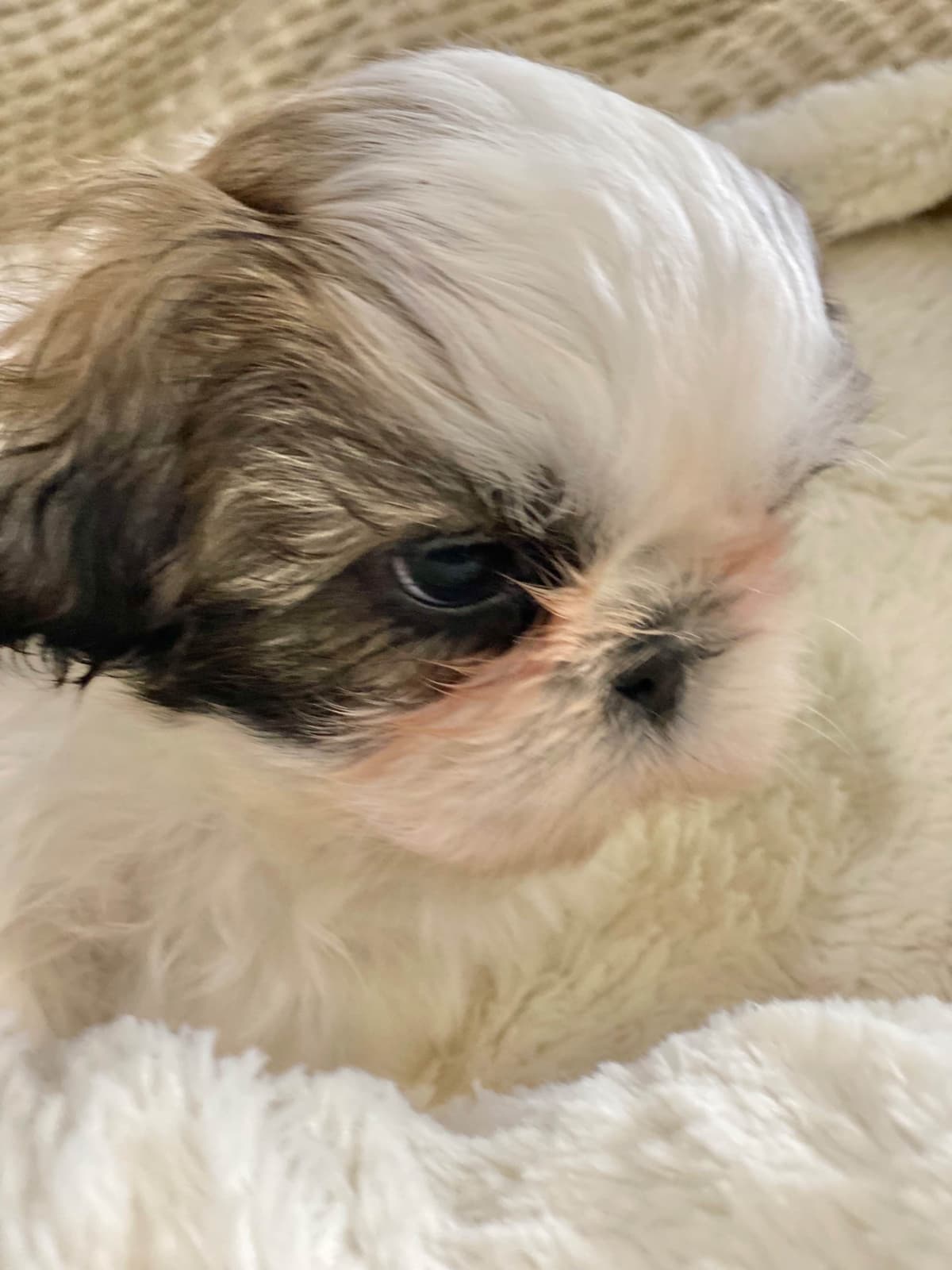 Shih Tzu Puppies breeder image 37