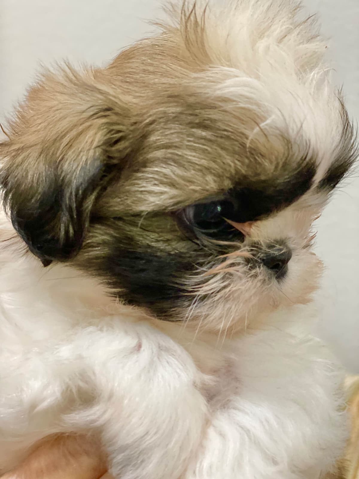 Shih Tzu Puppies breeder image 38