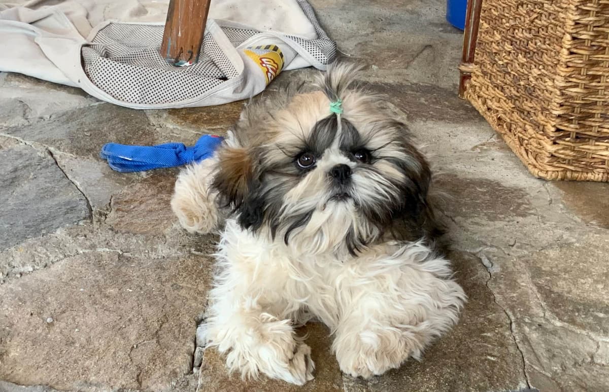 Shih Tzu Puppies breeder image 39